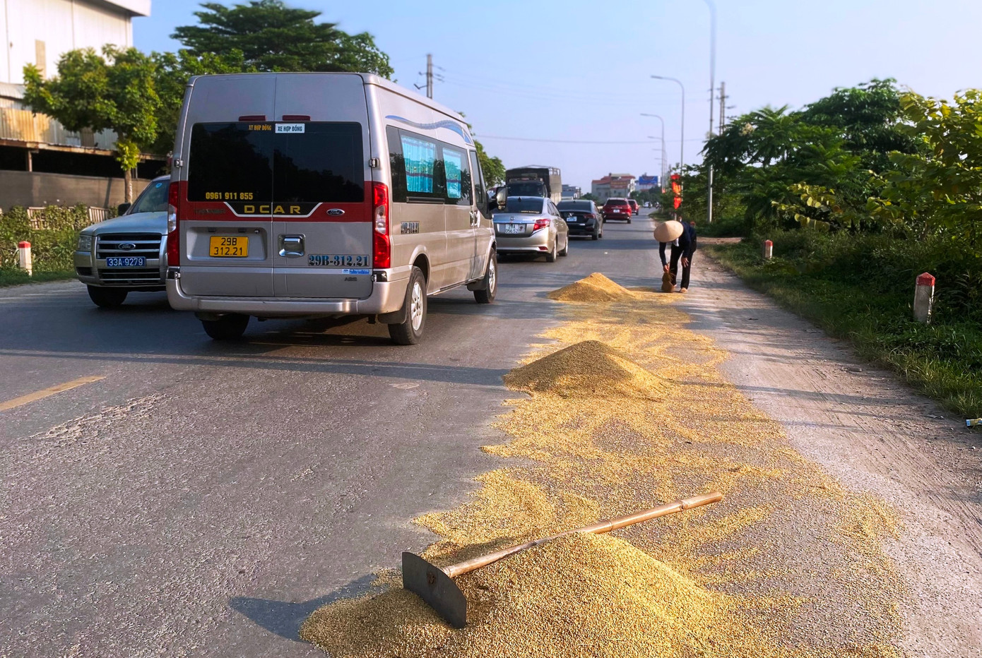Người dân cũng có nguy cơ gặp tai nạn giao thông nếu chọn những đoạn đường quốc lộ đông xe, không có dải phân cách để phơi thóc. Chẳng hạn như trong hình, một người dân vẫn thản nhiên phơi, quét thóc mặc cho dòng xe đông đúc đang lưu thông (ghi nhận tại tuyến quốc lộ 21B đoạn qua xã Liên Bạt, huyện Ứng Hoà, Hà Nội).
