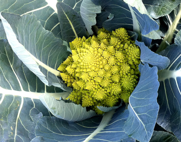 Cây cải bông kỳ lạ