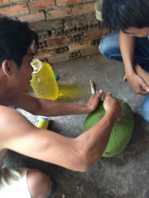 Mít chín chỉ sau một ngày tiêm hóa chất. Mít chín chỉ sau một ngày tiêm hóa chất