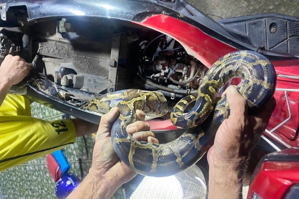 Con trăn chui vào cốp xe được người dân phát hiện.