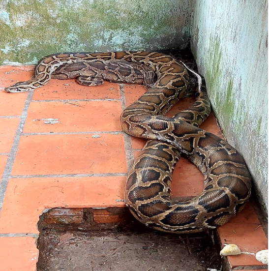 Cá thể trăn được chăm sóc tại Trạm Cứu hộ động vật hoang dã Củ Chi.