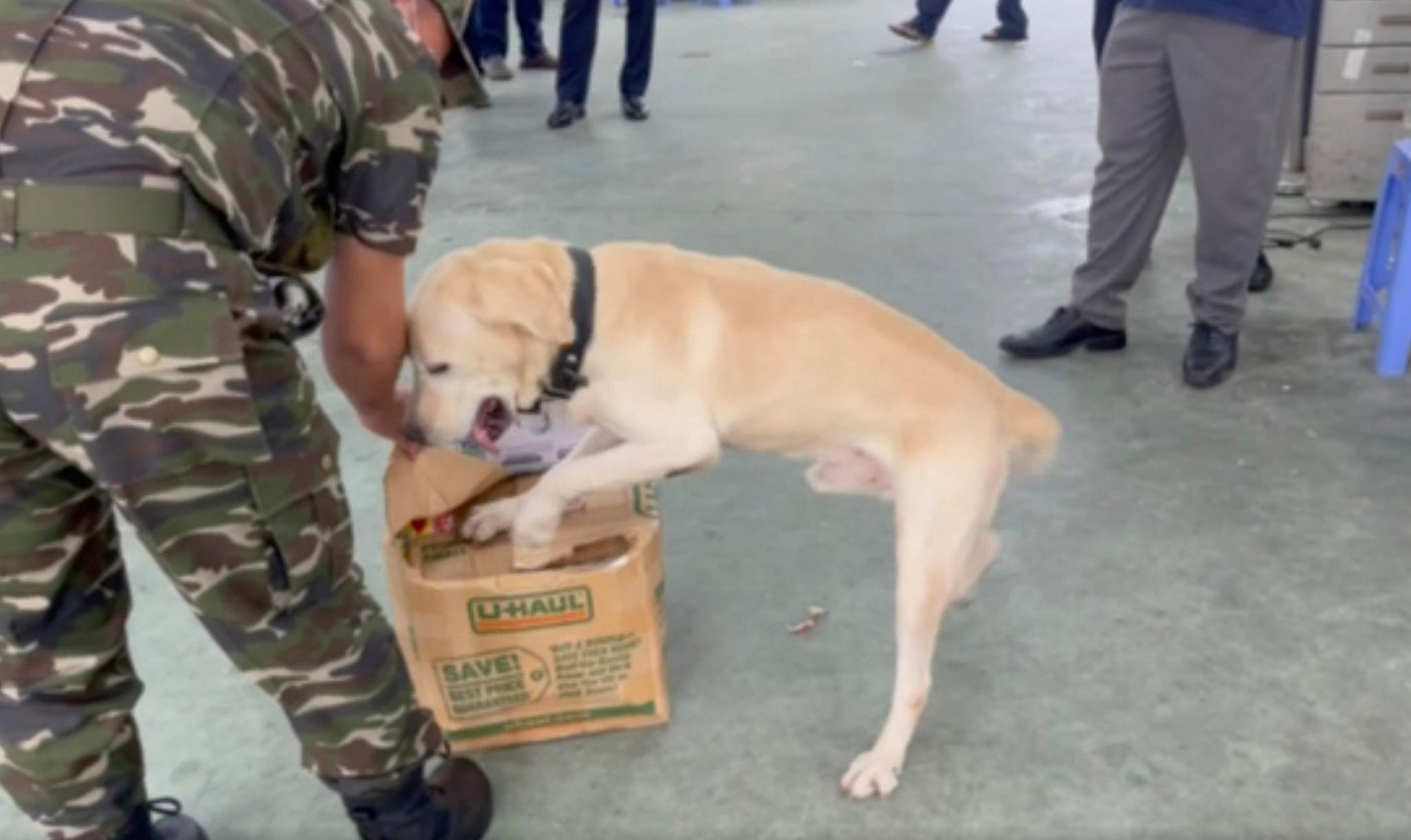 Lực lượng hải quan sử dụng chó nghiệp vụ tìm ma túy trong các kiện hàng. Lực lượng hải quan sử dụng chó nghiệp vụ tìm ma túy trong các kiện hàng.