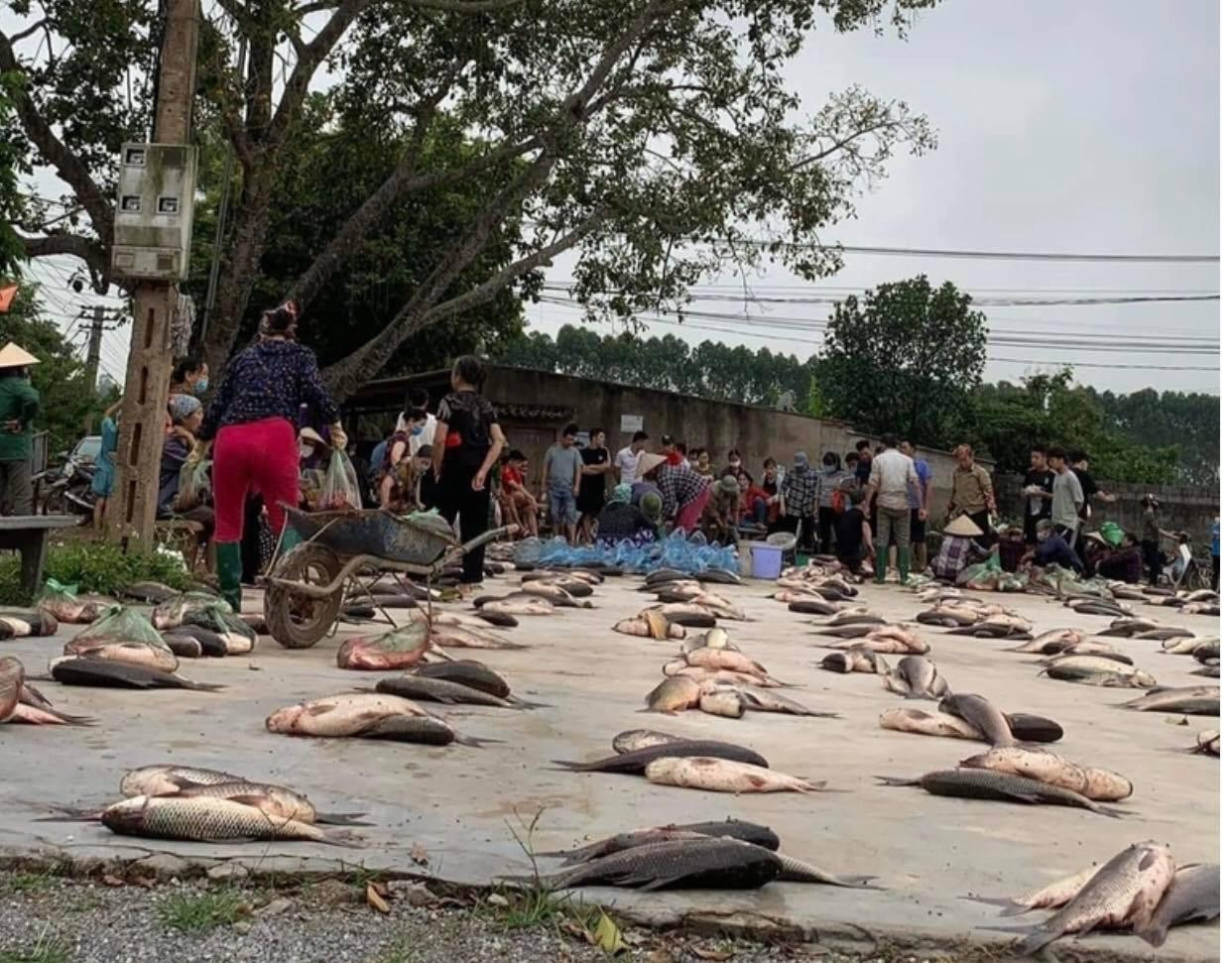 Người dân thôn Phương Lạn 6 nhộn nhịp chia cá từ sáng sớm (Ảnh: Nguyễn Hà).