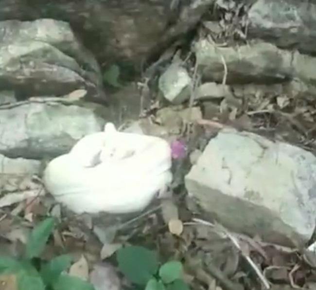 Con trăn nằm cuộn tròn xung quanh có các tảng đá lớn. Ảnh: Q Đ