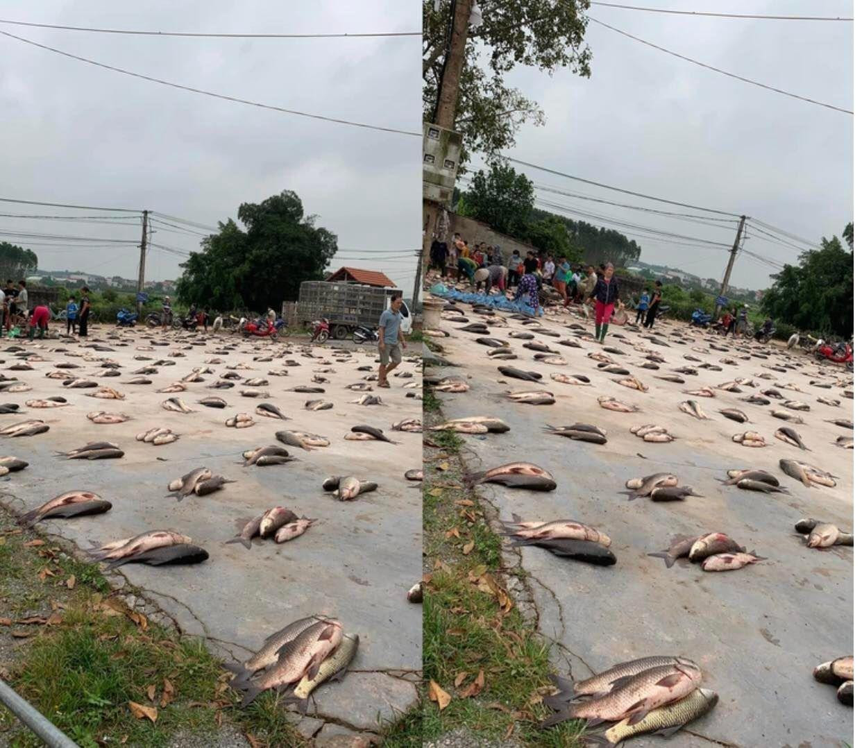 Những con cá to, nặng khoảng vài cân được gom thành từng suất. Mỗi suất 3 con, được xếp đều nhau thành từng hàng thẳng tắp, chờ người dân đến lấy (Ảnh: Nguyễn Hà).