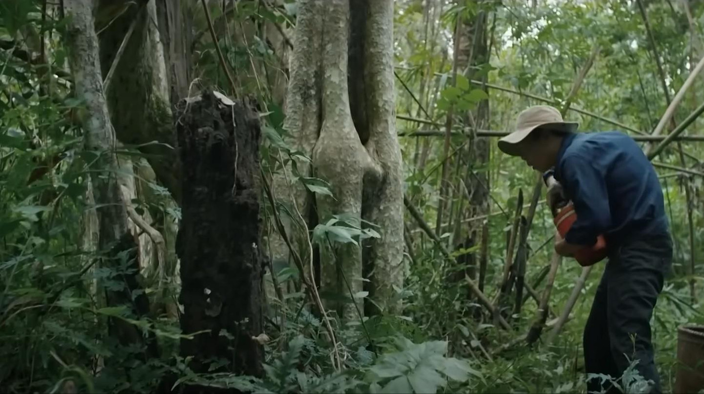 Mô cứu cây rừng bị bơm chất độc. Ảnh: CMH. Mô cứu cây rừng bị bơm chất độc. Ảnh: CMH.