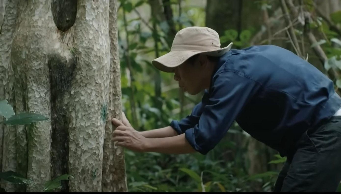 Mô cứu cây rừng bị bơm chất độc. Ảnh: CMH. Mô cứu cây rừng bị bơm chất độc. Ảnh: CMH.