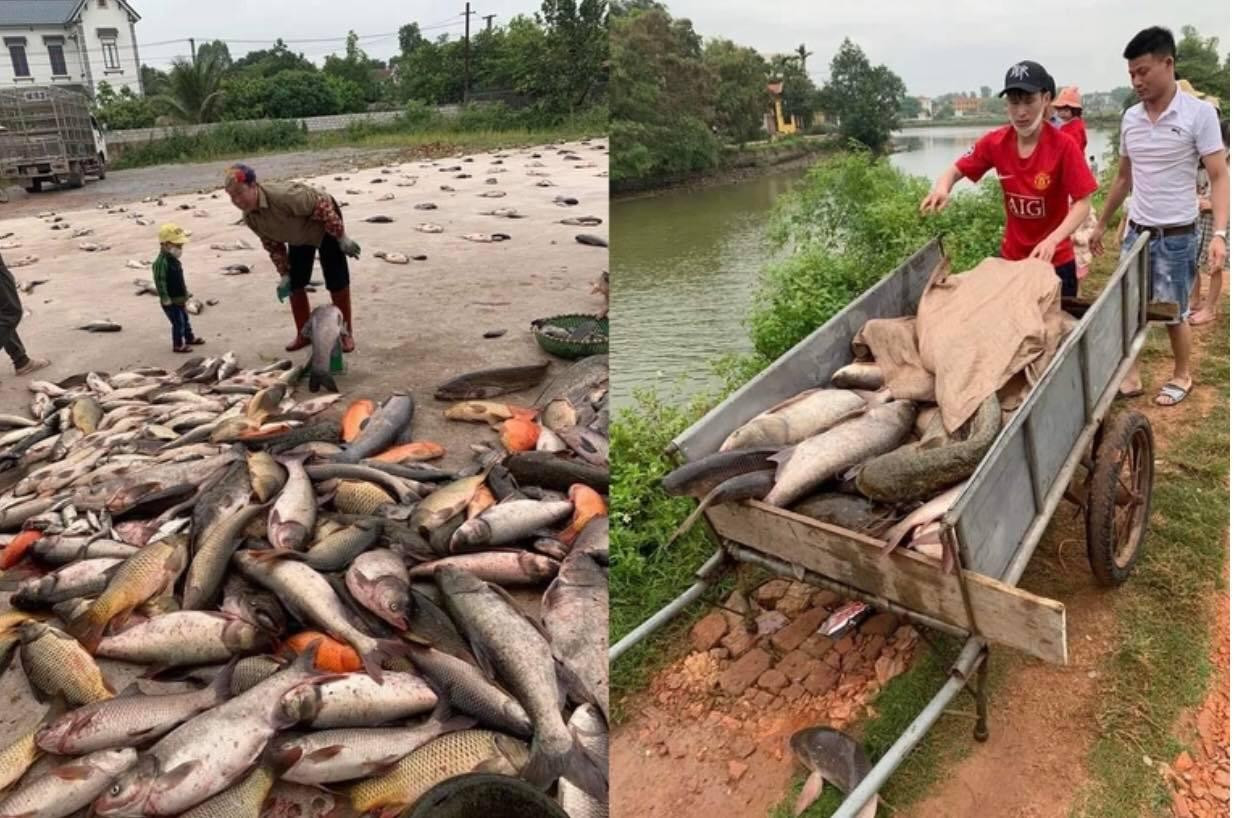 Các hộ dân trong thôn cùng mua cá giống, nuôi thả tự nhiên trong khu vực ao hợp tác rồi thu hoạch sau 2 năm (Ảnh: Nguyễn Hà).