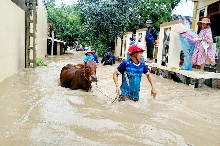"Giải cứu" gia súc.