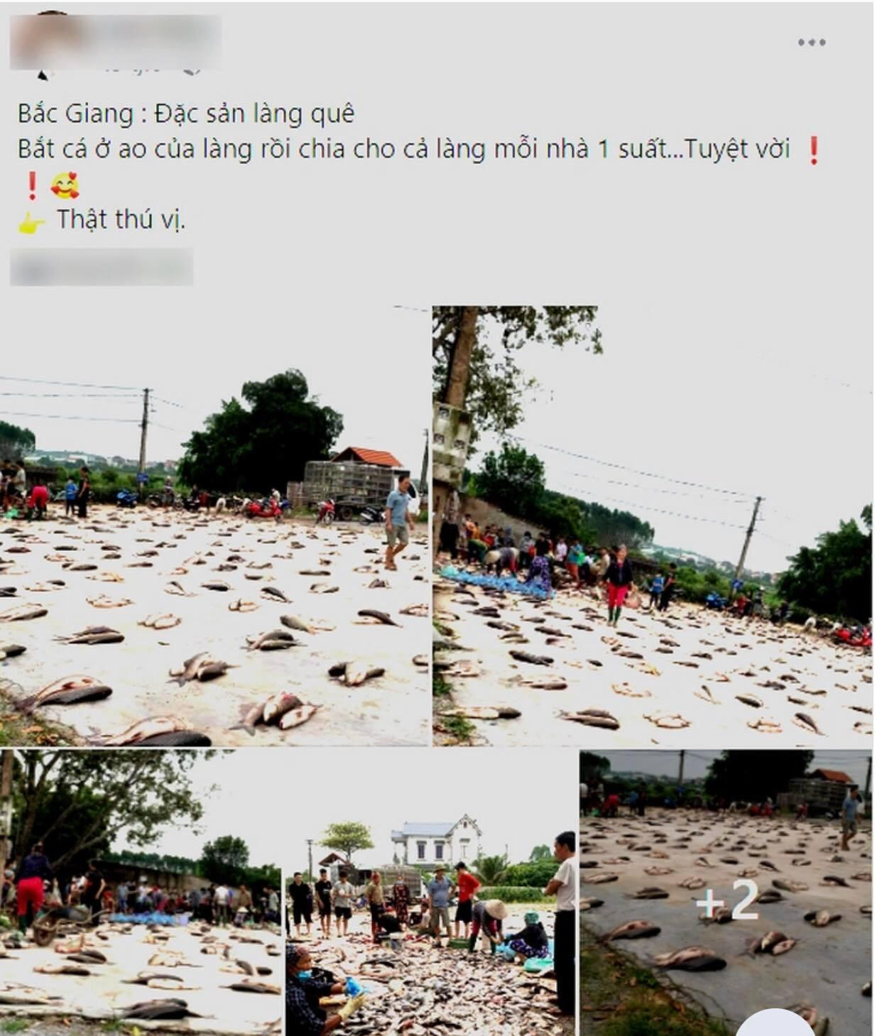 Bài viết và hình ảnh về khung cảnh chia cá độc đáo nơi làng quê ở Bắc Giang "hút" hàng nghìn lượt tương tác và được chia sẻ rộng rãi (Ảnh chụp màn hình).