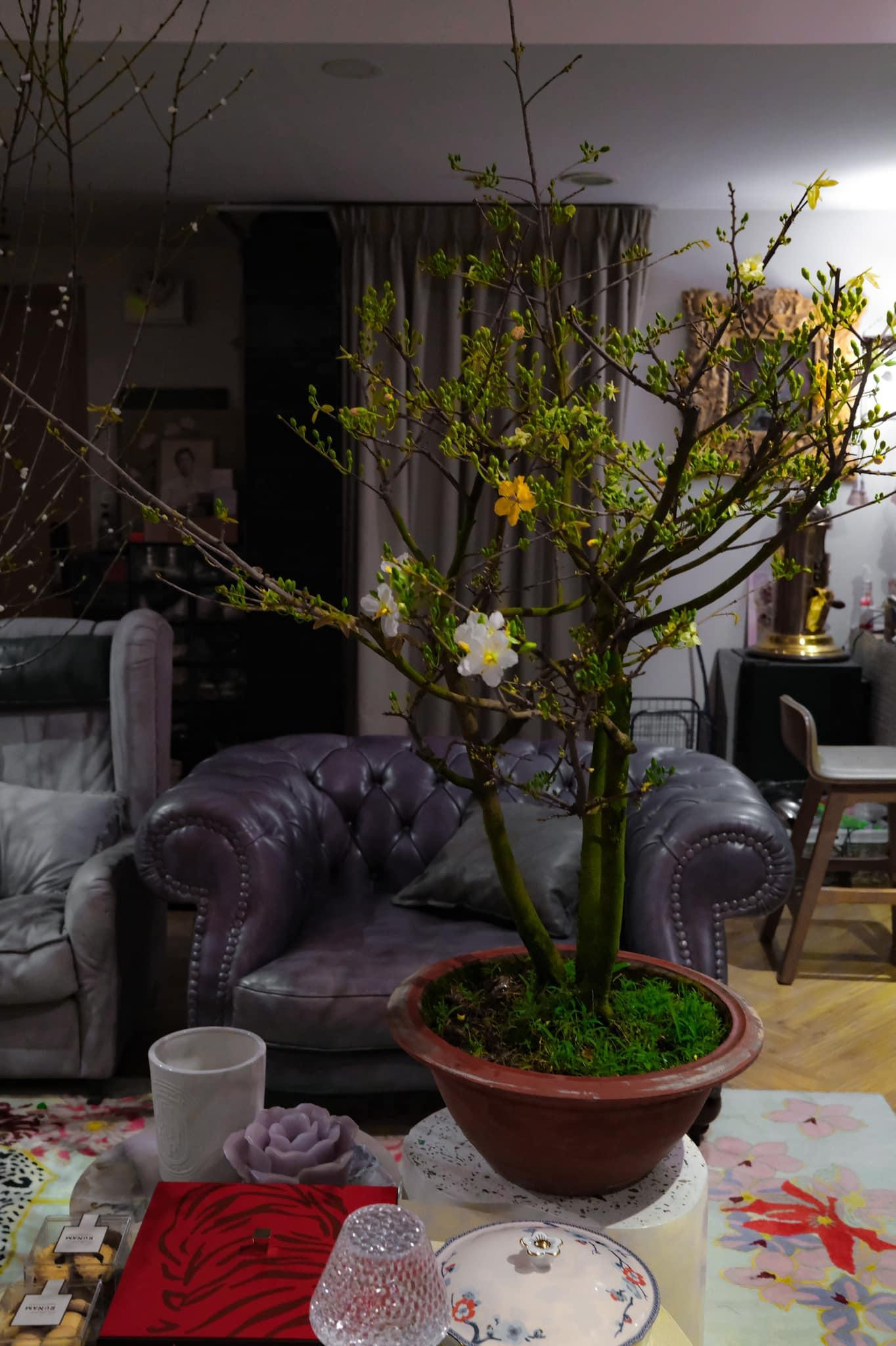 Anh chia sẻ: “Đào trắng, mai tam sắc cành rêu đủ bộ đón Tết ạ”.