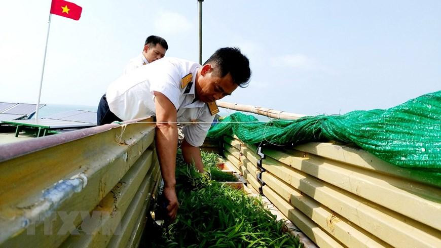 Chiến sỹ Nhà giàn DK1/10 hái rau nấu canh cho mâm cơm Tết. (Ảnh: Thu Hiền/TTXVN) Chiến sỹ Nhà giàn DK1/10 hái rau nấu canh cho mâm cơm Tết. (Ảnh: Thu Hiền/TTXVN)