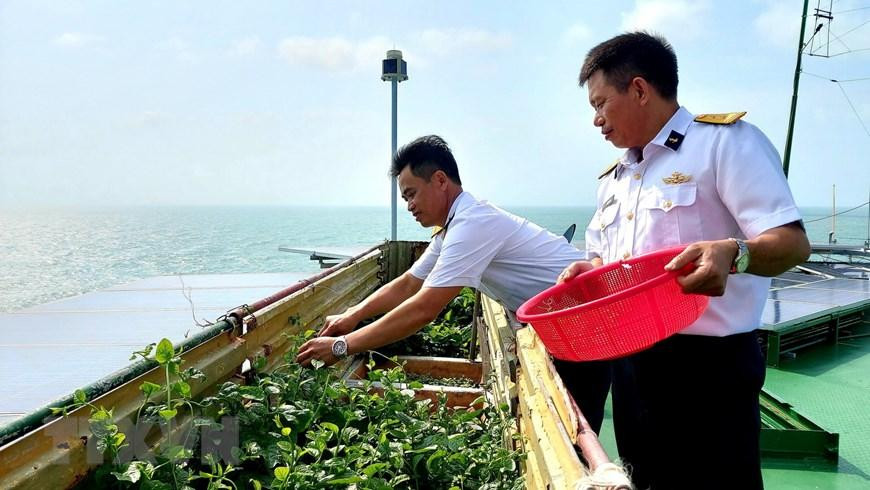 Chiến sỹ Nhà giàn DK1/10 hái rau. (Ảnh: Thu Hiền/TTXVN) Chiến sỹ Nhà giàn DK1/10 hái rau. (Ảnh: Thu Hiền/TTXVN)