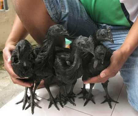 Đó là giống gà tên Ayam Cemani, một giống gà quý hiếm có nguồn gốc từ Indonesia