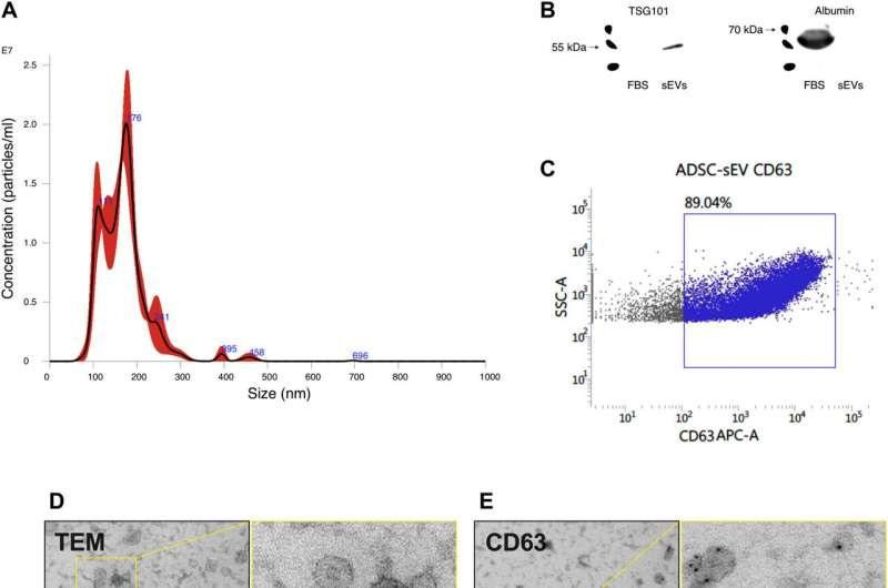 Các phân tích quá trình lão hóa của chuột sau khi tiêm túi ngoại bào Evs vào trong cơ thể chuột già.