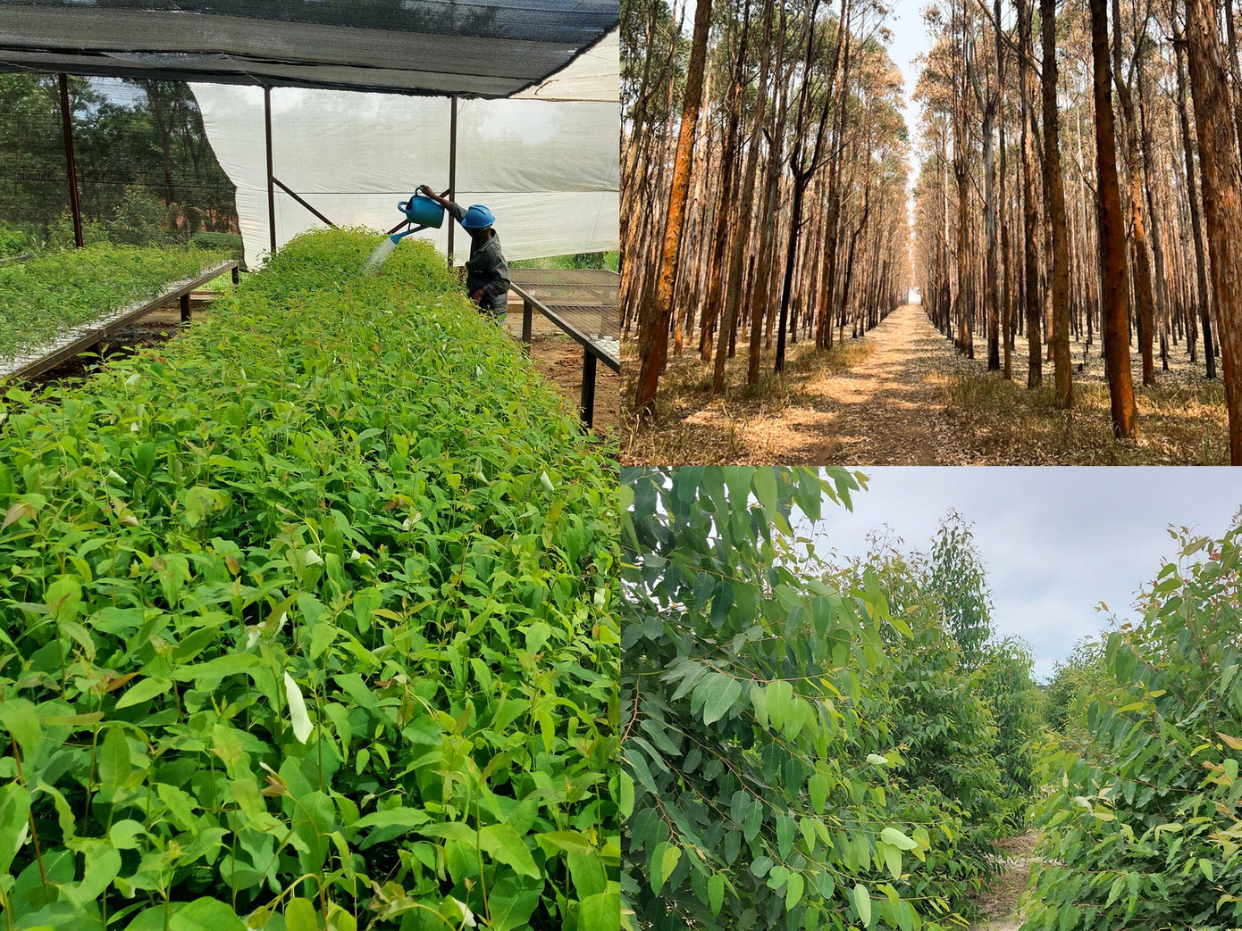 Cây bạch đàn được Tập đoàn Xuân Thiện ươm trồng tại Angola. Cây bạch đàn được Tập đoàn Xuân Thiện ươm trồng tại Angola.