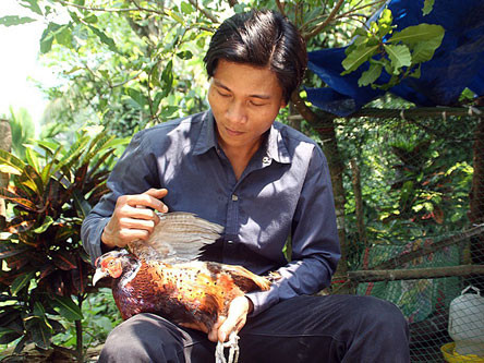 Theo anh Thiệp, chim trĩ là giống vật nuôi có giá trị kinh tế cao, dễ nuôi và phát triển nhanh