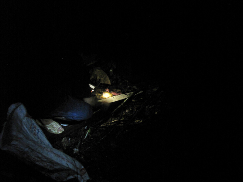 Chúng thường hoạt động vào thời điểm giữa đêm đến rạng sáng