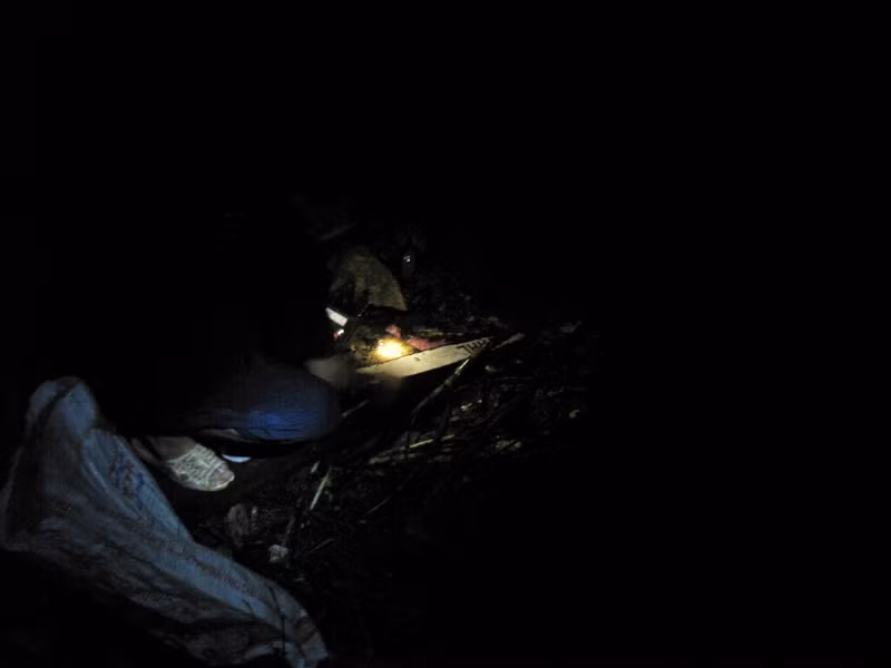 Chúng thường hoạt động vào thời điểm giữa đêm đến rạng sáng