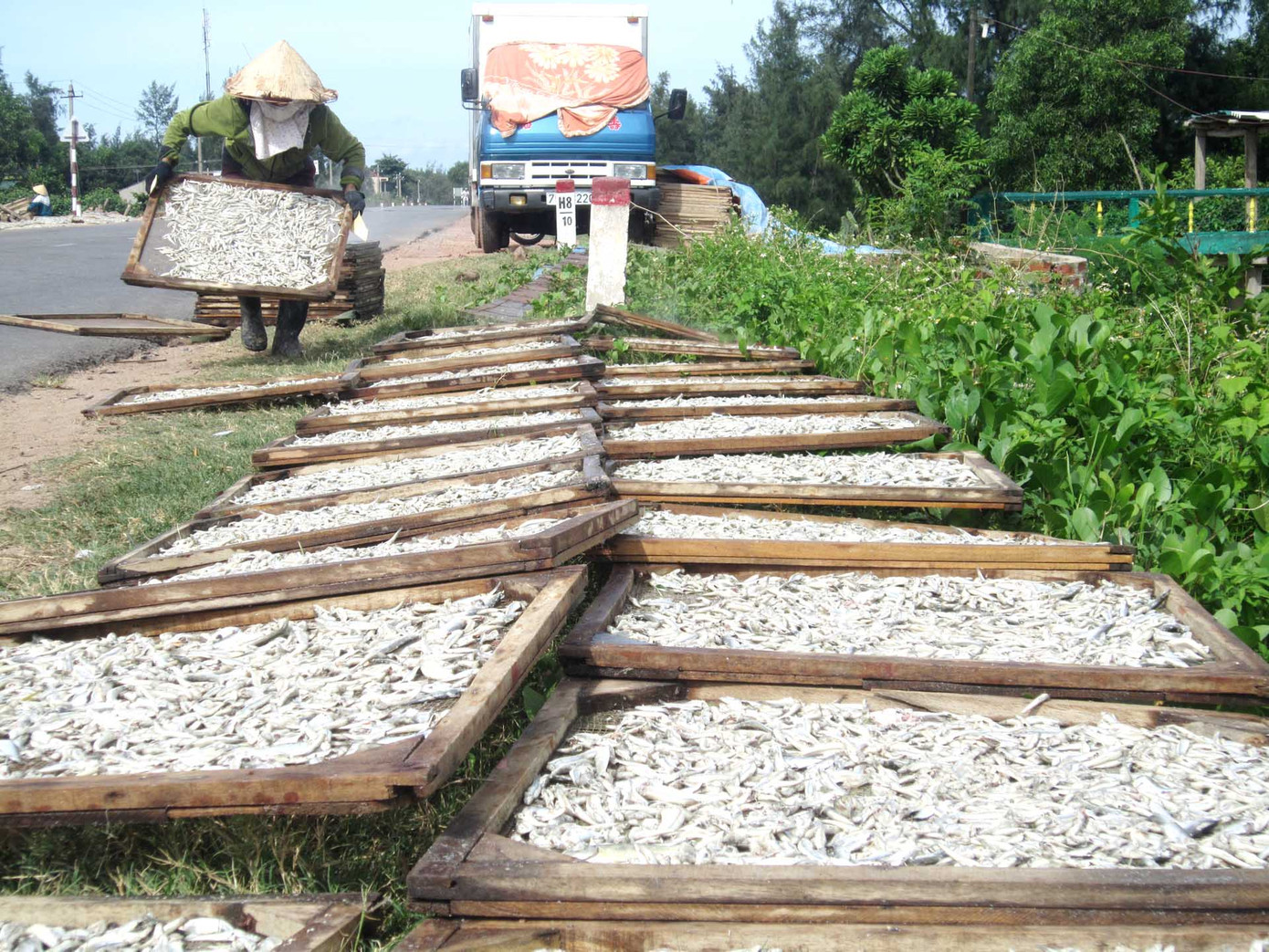 Sân không đủ, người ta tận dụng mặt đường phơi. Đường đi về bển Cửa Việt những ngày hè nghe tanh mùi cá, hai vên vỉa hè ngay ngắn hàng trăm liếp cá phơi