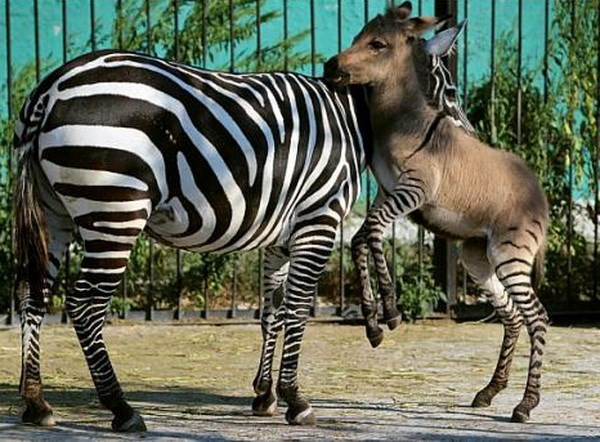 Chú ngựa vằn lai lừa đẹp lạ kỳ ảnh 2