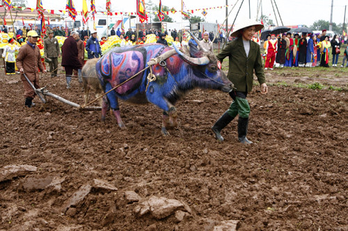 Bà con Nông dân với những chú Trâu được vẽ màu sắc rực rỡ tham gia xuốg đồng hưởng ứng