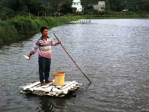Tốt nghiệp ĐH ngành tài chính kế toán nhưng 5 năm xin việc không được, anh Huỳnh Thanh Tú đành phụ cha nuôi tôm Ảnh: Hồng Ánh