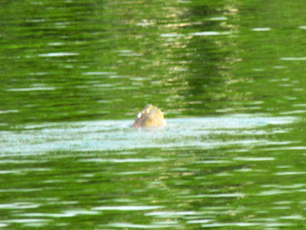 Cụ Rùa bơi về phía Tháp Rùa. Ảnh: Lãng Phong