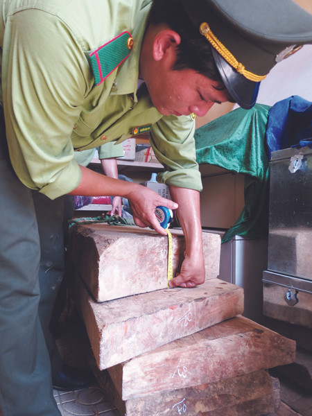 Số gỗ sưa kiểm lâm cơ động tỉnh thu giữ tối 7-5. Số gỗ sưa kiểm lâm cơ động tỉnh thu giữ tối 7-5