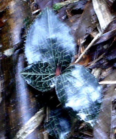 Cỏ nhung trong rừng Hoàng Liên Sơn với những chiếc lá óng ánh màu kim tuyến 