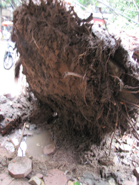 Gốc cây rễ chùm nên dễ bị gió quật đổ