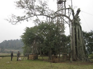  Cây đa Tân Trào đang hồi sinh. Ảnh: Vũ Quang Đán (Thông Tấn Xã Việt Nam).