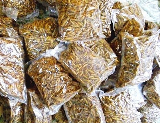 Mua mẻ tằm tươi sống lúc nhúc về ăn: Đại bổ như sâm ảnh 1