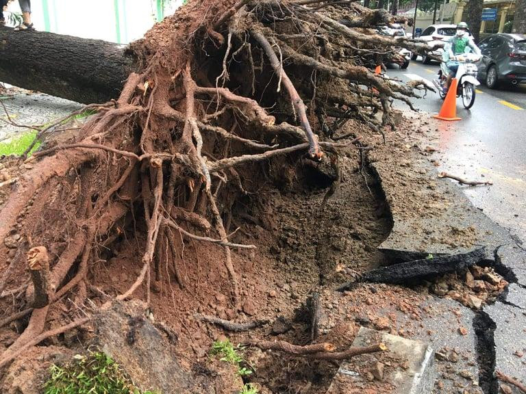 Bộ rễ cây khá nông và nhỏ.