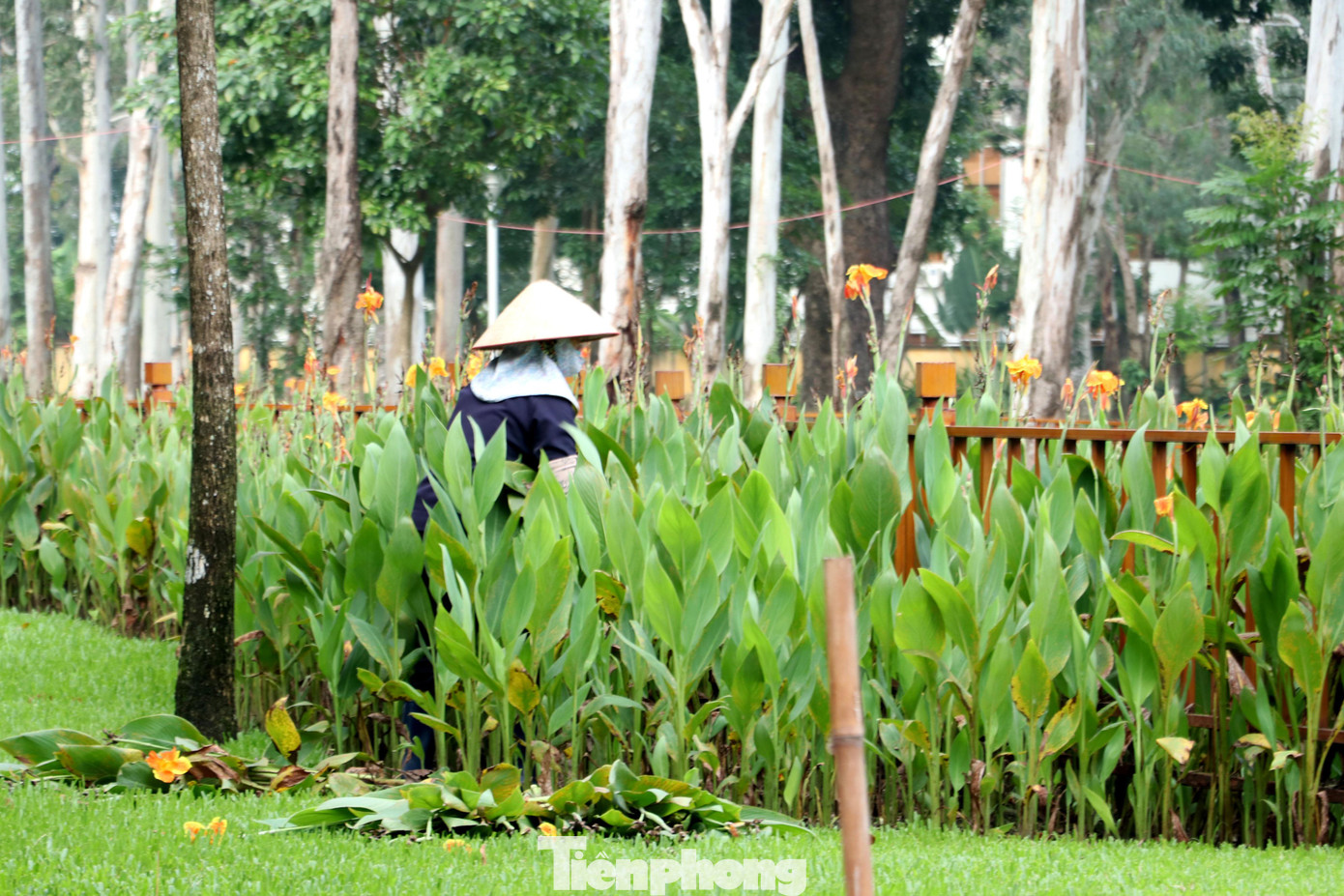 Cũng trong sáng 1/10, sau nhiều tháng giãn cách, nhân viên cây xanh đã trở lại công việc chăm sóc cây cảnh trong công viên.