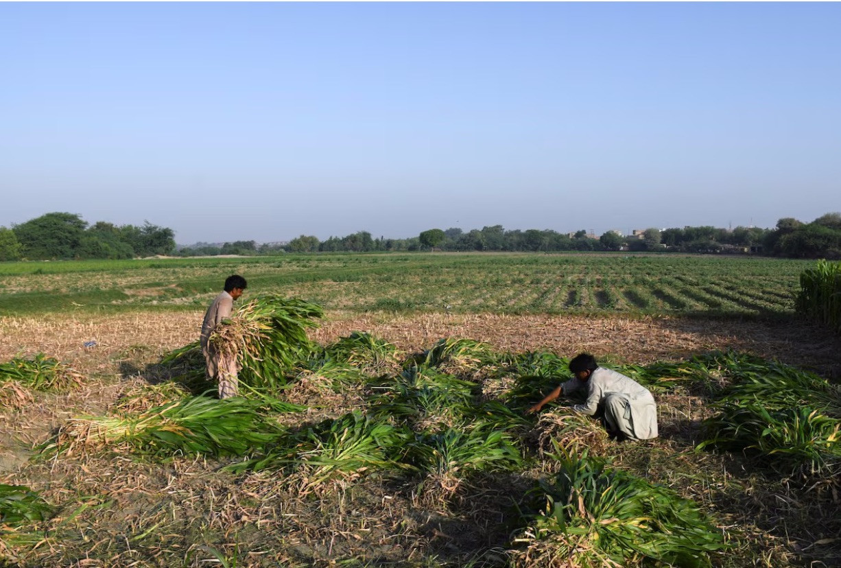 Hai nông dân đang làm việc trên cánh đồng ở Pakistan. (Ảnh: Reuters)