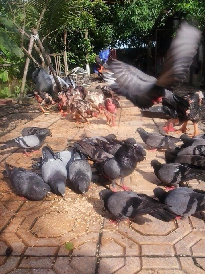 “COVID-19. Có ai mời nó tới không nhỉ? Mà khi nào nó đi cũng chẳng biết nữa. Nghĩ nó chán”- nghệ sĩ Giang Còi viết. Kèm theo đó, là hình ảnh được chụp ở sân vườn khiến nhiều người dự đoán, có thể nam nghệ sĩ đã về nhà điều trị.