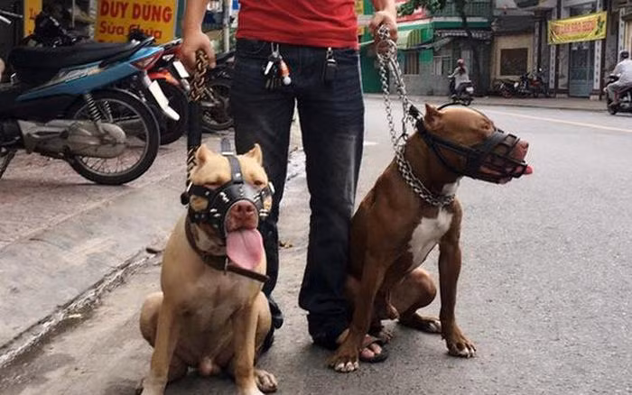 Đưa chó ra đường bắt buộc phải rọ mõm và có đeo xích - Ảnh minh họa từ Internet.