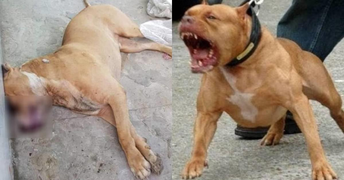 Vụ chó Pitbull cắn chết người ở Long An chỉ là 1 trong số những vụ việc thương tâm khi thả rông chó "dữ" ở nơi công cộng - Ảnh minh họa từ Internet. Vụ chó Pitbull cắn chết người ở Long An chỉ là 1 trong số những vụ việc thương tâm khi thả rông chó "dữ" ở nơi công cộng - Ảnh minh họa từ Internet.
