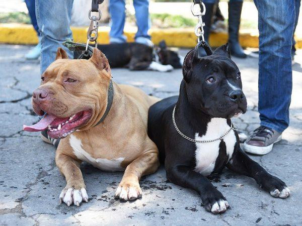 Việc nuôi chó dữ ở các nước trên thế giới được quy định rất rõ ràng - Ảnh minh họa từ Internet. Việc nuôi chó dữ ở các nước trên thế giới được quy định rất rõ ràng - Ảnh minh họa từ Internet.