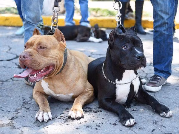 Việc nuôi chó dữ ở các nước trên thế giới được quy định rất rõ ràng - Ảnh minh họa từ Internet.