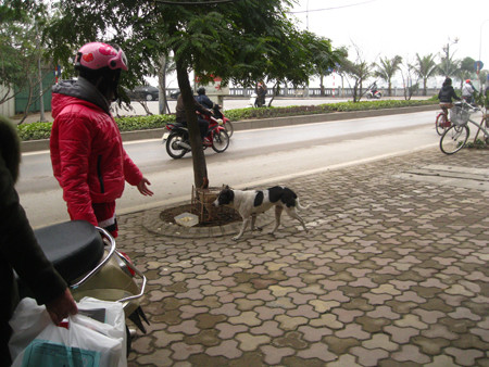 Chó thả rông sẽ bị phạt 500.000 đồng. Chó thả rông sẽ bị phạt 500.000 đồng