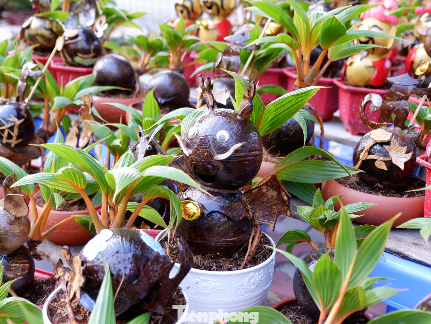 Dừa bonsai tạo hình rồng và các con vật với hình dáng độc đáo được bày bán.