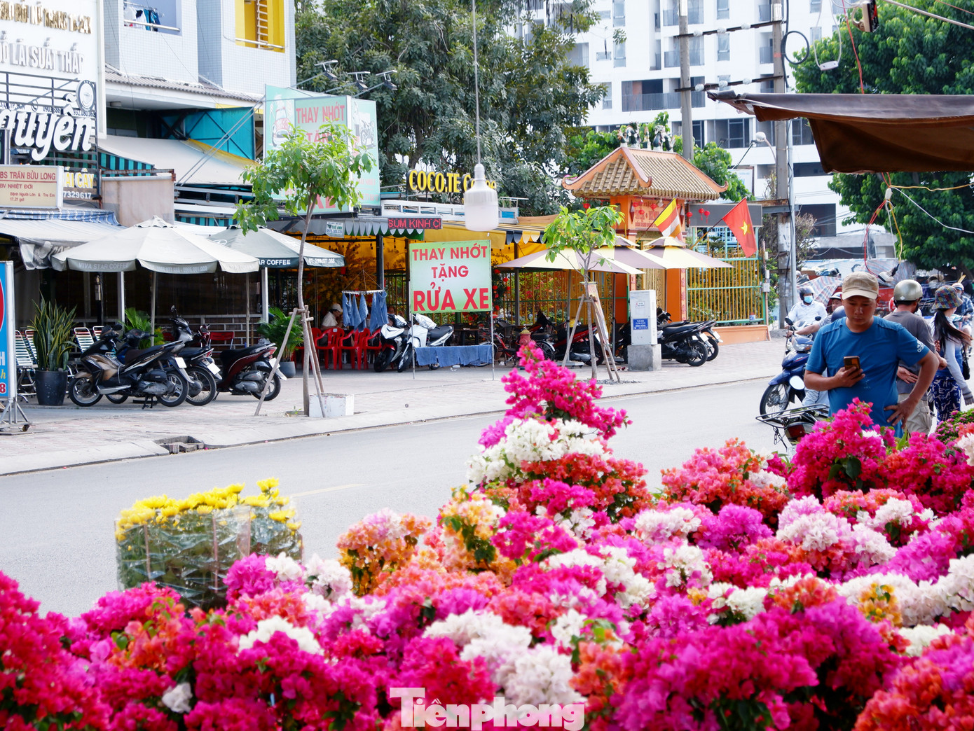 Các chậu hoa giấy, hoa cúc, cúc mâm xôi,... tùy vào kích thước mà giá cả dao động từ 100.000 đồng đến 350.000 đồng/ chậu.