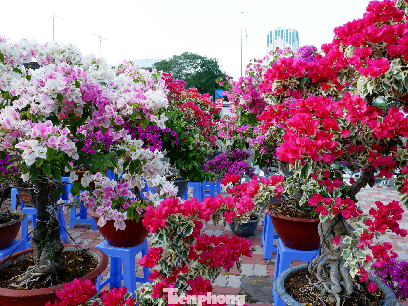 Những chậu hoa giấy tạo không gian rực rỡ sắc màu.