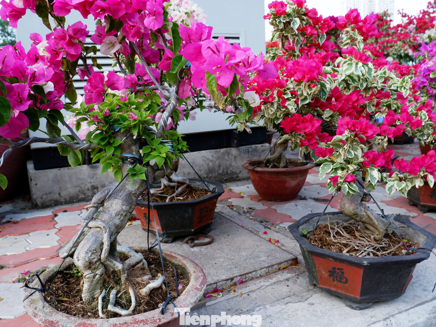 Những chậu hoa giấy tạo không gian rực rỡ sắc màu.