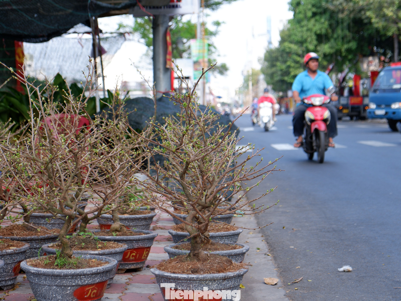 Những cây mai vàng đã bung nụ, chuẩn bị khoe sắc trong dịp tết đến, xuân về.