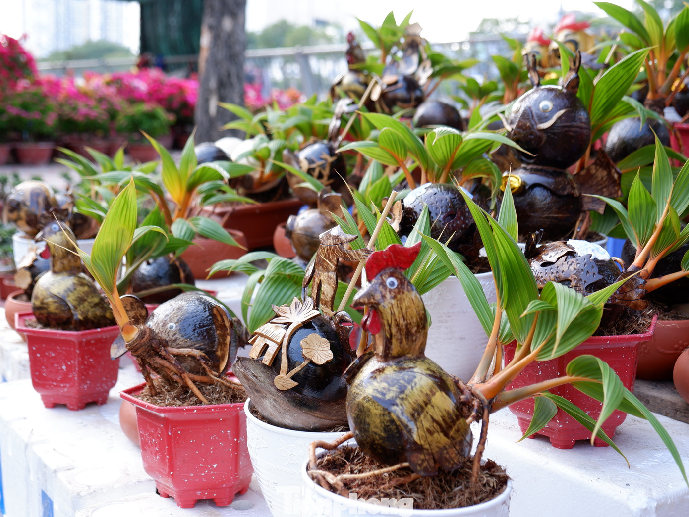 Dừa bonsai tạo hình rồng và các con vật với hình dáng độc đáo được bày bán.