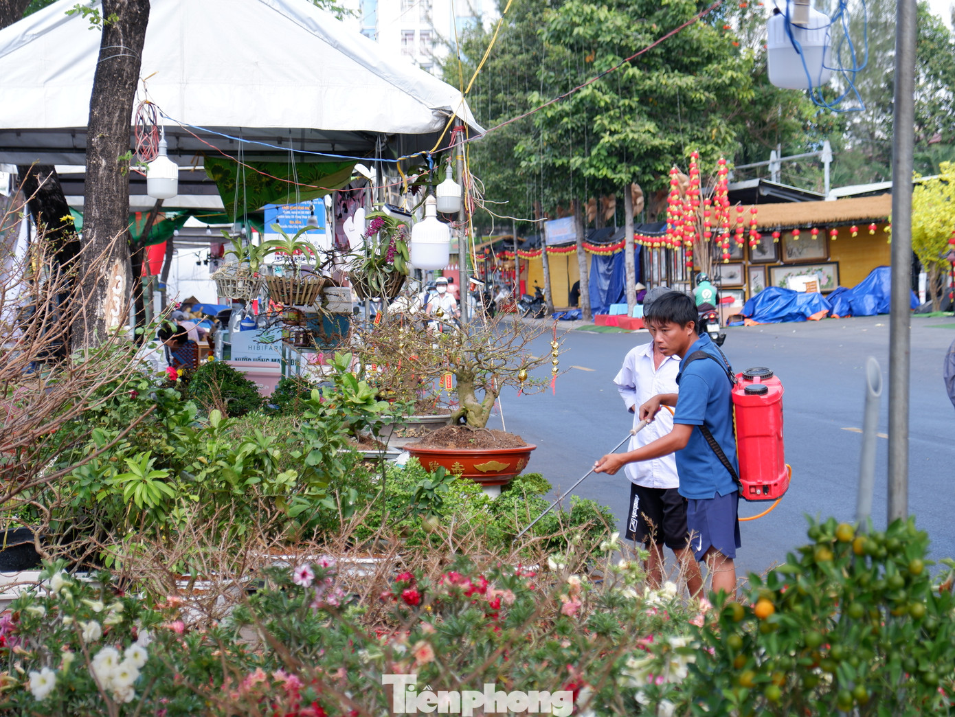 Các chậu cây kiểng, hoa tết được chăm sóc tỉ mỉ.