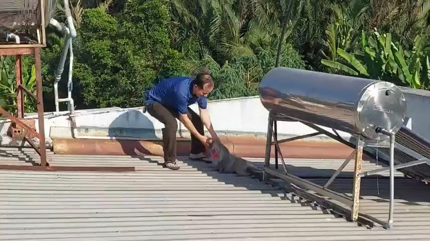 Cán bộ kiểm lâm bắn thuốc gây mê để bắt con khỉ. Cán bộ kiểm lâm bắn thuốc gây mê để bắt con khỉ.